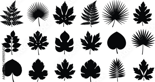 Collection of black silhouette tropical and deciduous plant leaves leaf