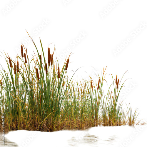 Realistic wetland reeds and cattails PNG, green marsh grass clump isolated on white, natural water plants for landscape design