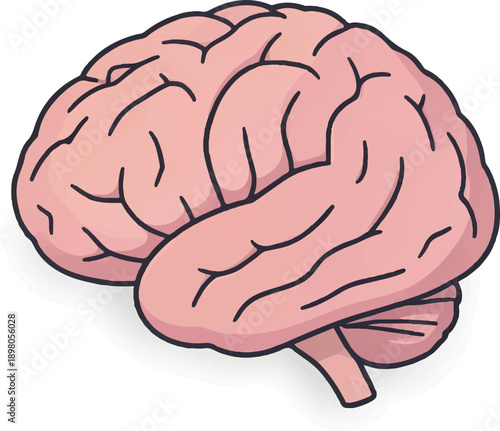Human brain, human brain icon. Realistic human brain isolated on white background. Vector, cartoon illustration, poster, postcard. Vector