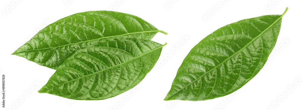 Fototapeta premium Leaf of avocado isolated on white background. Top view. Flat lay