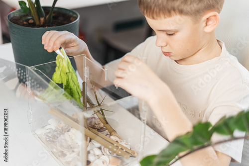 Fotografía Curious boy opens an acrylic aquarium and feeds a stick insect with lettuce using tweezers