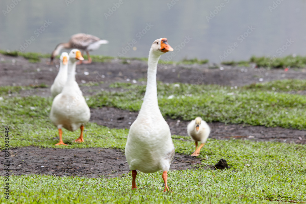 Obraz premium Group of white geese walking on green grass