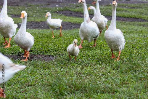 Group of white geese walking on green grass