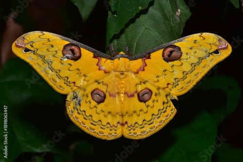 Closeup of a beauttiful Moth in nature, Thailand. Loepa moth on leaf.