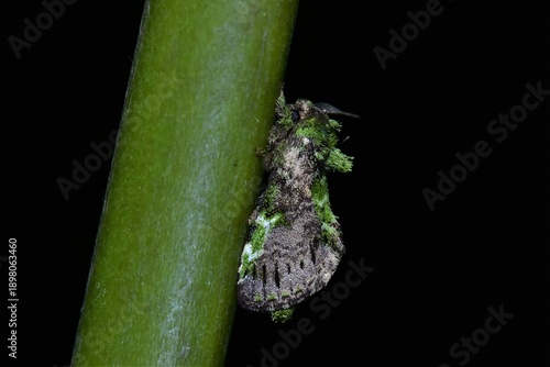 Closeup of a beauttiful Moth in nature, Thailand. small moth on the tree.