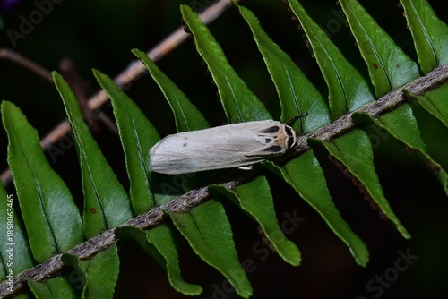 Closeup of a beauttiful Moth in nature, Thailand. Tigrioides puncticollis moth on leaf.