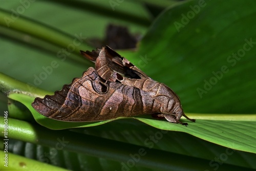 Closeup of a beauttiful Moth in nature, Thailand. Marumba spectabilis moth on leaf.