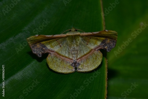Closeup of a beauttiful Moth in nature, Thailand. Fascellina plagiata moth on leaf.