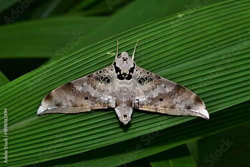 Closeup of a beauttiful Moth in nature, Thailand. Ambulyx canescens moth on leaf.