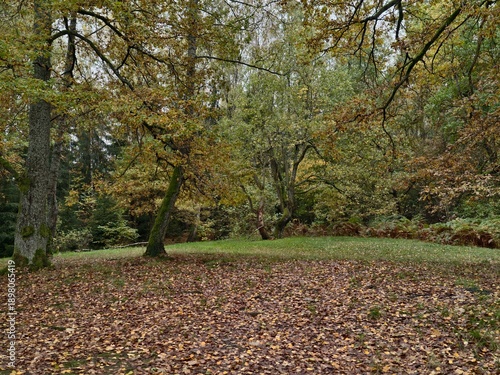 фотографія peaceful environment featuring fallen leaves and gentle shade amid expansive par