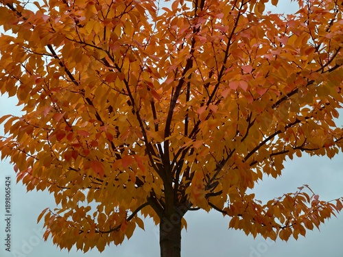 Bild auf Leinwand autumnal tree branch closeup, seasonal botanical scene showcasing vibrant leaves