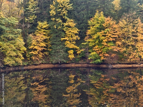 Fotografie bright trees mirror calm water, colorful trees reflected in peaceful water with