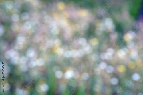 Wallpaper Mural Natural blurred background. Wildflowers in the field. Torontodigital.ca