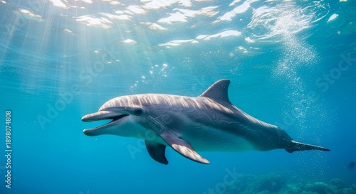 Dolphin swimming freely in clear ocean water, showing smooth body and playful movement. A highly intelligent marine mammal known for social behavior and agility.