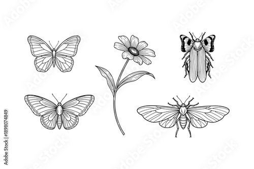 Black and white insect and flower sketch: butterfly and beetle designs