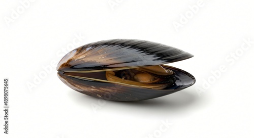 Mussel, over a solid white background, cleanly cut for digital use, perfect for mockups and graphic assets