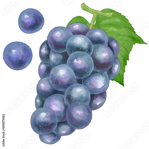 リアルな葡萄(巨峰)のイラスト