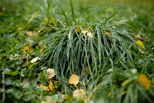 yellow leaves on green grass in autumn