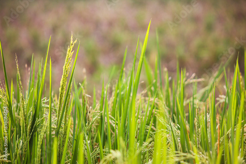 Close Up of Young Green Paddy Seeds in Sawah Agriculture Field, Rice Ears Growing on Fertile Rural Farm, Concept of Food Security, Harvest Season and Natural Farming Background