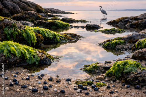 Rocky seashore at low tide on Equinox. Shallow tidal pools reflect sky. Green algae on rocks, periwinkle shells in sand. Distant heron. Quiet micro-awakening of coastal life.