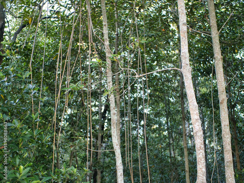 Fototapeta premium Mangrove trees are part of a coastal marine ecosystem.