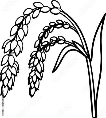 oat plant line drawing with detailed seed heads and long leaves, agricultural cereal grain illustration