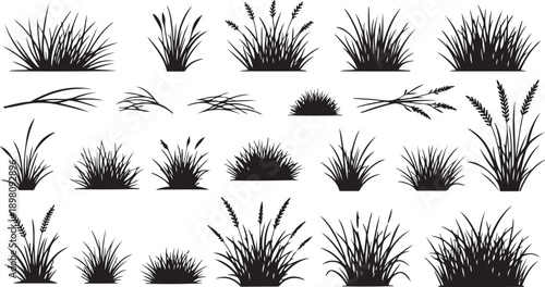 A collection of various types of grass and plants in black and white isolated on white background, Vector