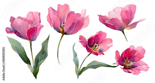 Pink tulip set in watercolor style, spring flower collection for design. Floral bouquet elements, vintage botanical illustration with seamless pattern, garden art for birthday greeting cards.