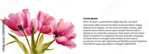 Arrangement of pink tulips in watercolor style. Spring floral bouquet with gradient petals, isolated floral design for greeting cards. Template for greetings for March 8, Mother's Day, etc.