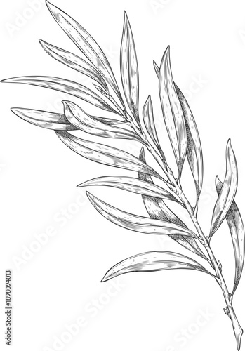 Black and white hand-drawn sketch of a tea tree branch with leaves.