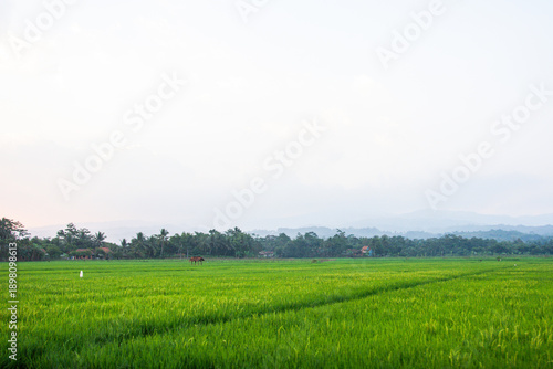 Landscape of Tropical Sawah Rice Terrace Field with Sparrow Bird Flying Over Green Paddy Plant and Farmer Hut for Sustainable Agriculture and Organic Food Production Concept