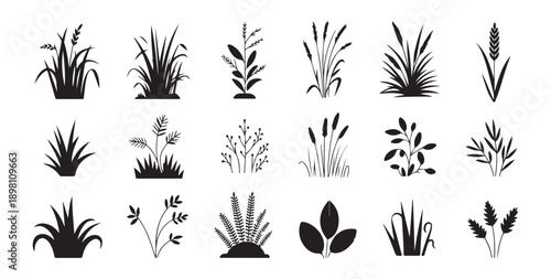 Assorted wild grass and grain silhouettes collection for botanical illustrations nature park and farm layout