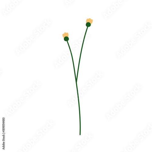 Wildflower stem. Delicate buttercup blooms, thin subtle floral plant. Field m...