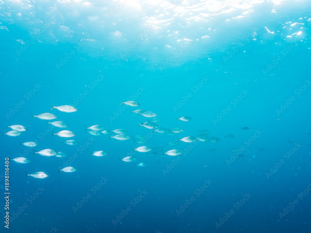 Obraz premium カンパチ, アジ科, Greater Amberjack, Seriola dumerili, キビナゴ, ニシン科, Silver-Stripe Round Herrings, Spratelloides gracilis, 他。 ヒリゾ浜南伊豆町中木 静岡県伊豆半島-2025 日本有数のシュノーケリングスポット。 夏の数カ月間だけ渡し船で行ける。 捕食するために狙っている。