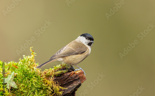 Marsh Tit, Scientific name: Poecile palustrus, Close up of a Marsh Tit, alert, perching on green mossy log and facing right.  Clean background, space for copy.  Horizontal.