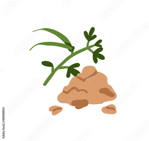 Fenugreek, fresh leaf herb and dry ground powder. Green aromatic plant, seasoning and dried spice. Condiment, natural cooking ingredient. Flat vector illustration isolated on white background
