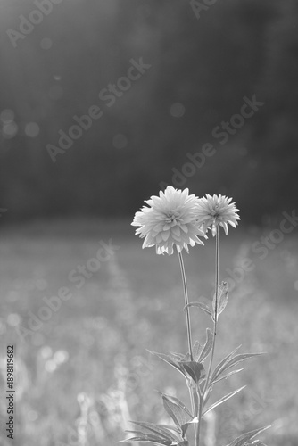 Wallpaper Mural Cutleaf coneflower, Helianthus Sunshine. Yellow wild flowersin the meadow at spring, black and white picture. Torontodigital.ca