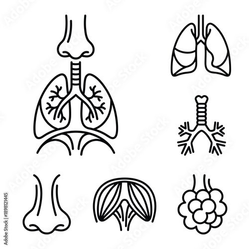 Iconic representation of the human respiratory system, highlighting the nose, lungs, trachea, and diaphragm for medical and educational purposes