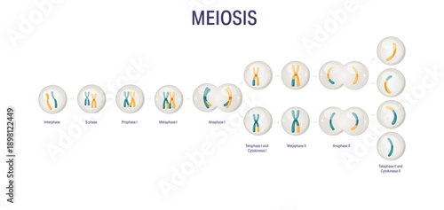 Meiosis stages diagram without labels for biology textbooks and medical education, detailed scientific illustration of meiosis I and meiosis II showing chromosome pairing, separation and haploid cell