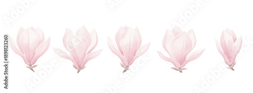 pink feather isolated on white background
