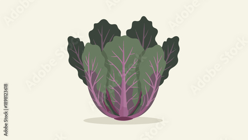 Stylized illustration of a leafy green and purple cabbage
