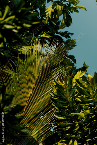 palm tree leaves