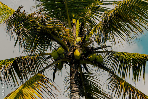 coconut tree on blue sky