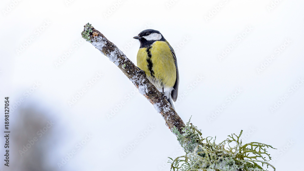 Fototapeta premium great tit a branch