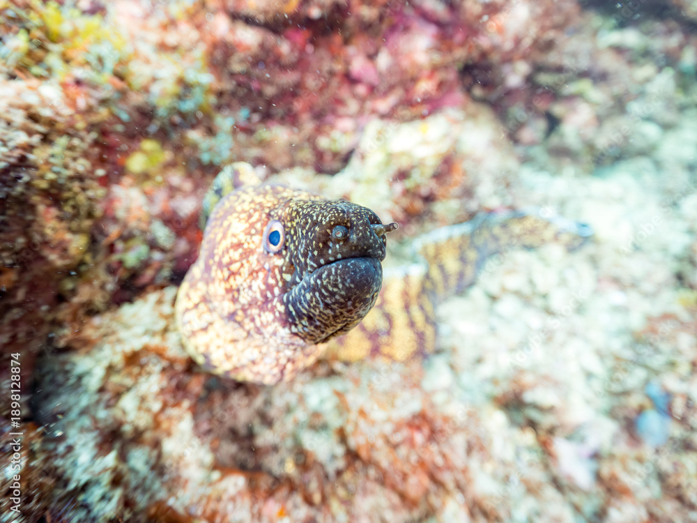 Fototapeta premium ウツボ, ウツボ科, Brutal Moray, Gymnothorax kidako, 他。 ヒリゾ浜南伊豆町中木 静岡県伊豆半島-2025 日本有数のシュノーケリングスポット。 夏の数カ月間だけ渡し船で行ける。 水質透明度魚影が素晴らしい。 