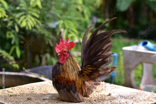 Bantam, Bantam Chicken,Red-headed bantam 