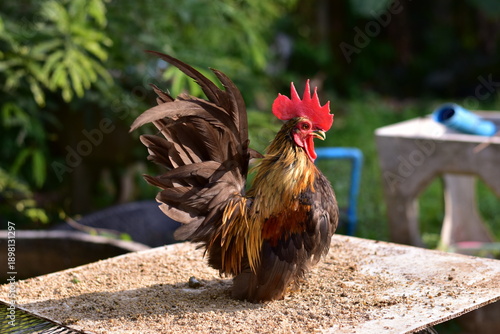 Bantam, Bantam Chicken,Red-headed bantam 