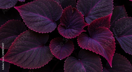Wallpaper Mural Closeup of vibrant purple and red leaves with water droplets Torontodigital.ca