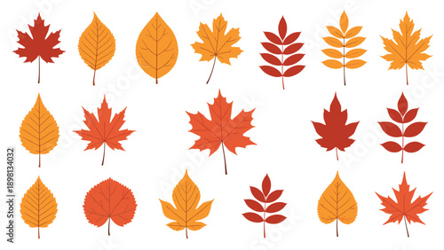 Collection of colorful autumn leaves including maple, oak, and birch in red, orange, and yellow shades isolated on white.