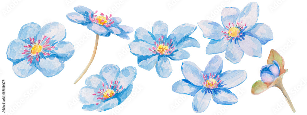 Fototapeta premium Blue forest flower. Delicate watercolor set of hepatica flowers in soft blue tones isolated on white, perfect for spring-themed designs. Ideal element for greeting cards, invitations, and home decor